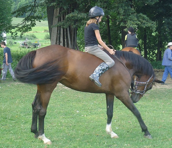 1. turnus
